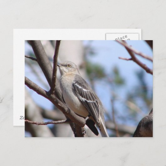 Noordelijke Mockingvogel Briefkaart (Voorkant / Achterkant)