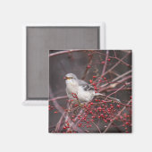 Noordelijke Mockingvogel Magneet (Voorkant / Achterkant)