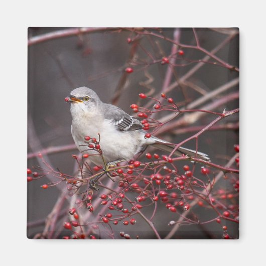 Noordelijke Mockingvogel Magneet (Voorkant)