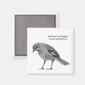 Noordelijke Mockingvogel Magneet (Voorkant / Achterkant)