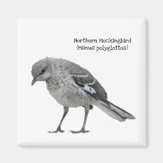 Noordelijke Mockingvogel Magneet (Voorkant)