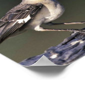 Noordelijke Mockingvogel Poster (Hoek)