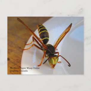 Noordelijke of Gouden Papierwesp (P. fuscatus) Dar Briefkaart