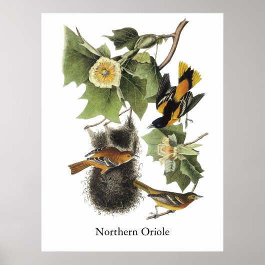 Noordelijke Oriole, John Audubon Poster (Voorkant)