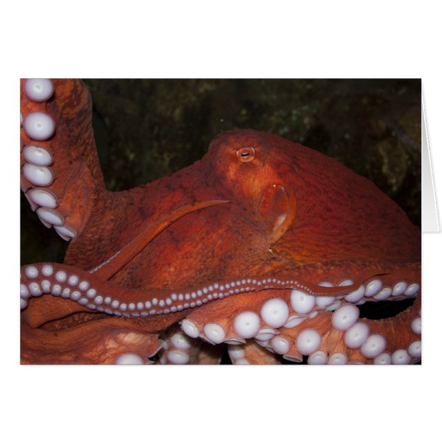 Noordelijke Pacifische octopus (Voorkant Horizontaal)