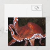 Noordelijke Pacifische octopus Briefkaart (Voorkant / Achterkant)