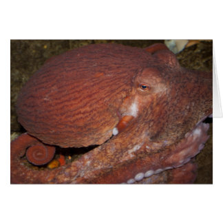 Noordelijke Pacifische reuzenoctopus