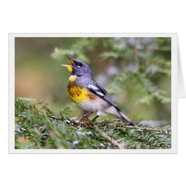Noordelijke Parula (Voorkant Horizontaal)