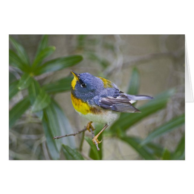 Noordelijke Parula americana) (Voorkant Horizontaal)