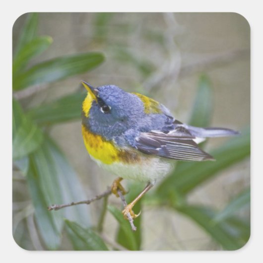 Noordelijke Parula americana) Vierkante Sticker (Voorkant)