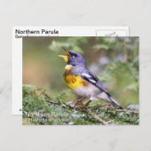 Noordelijke Parula Briefkaart (Voorkant / Achterkant)