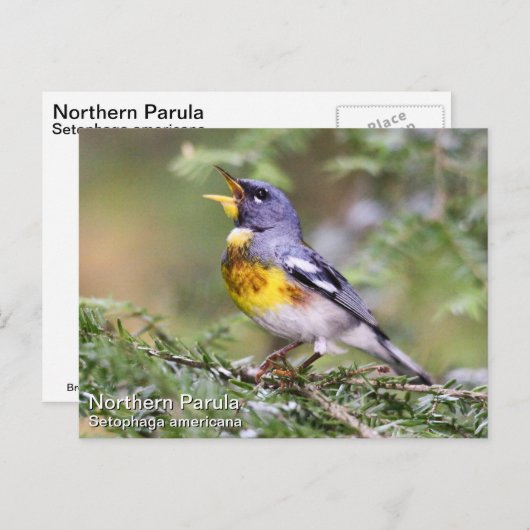 Noordelijke Parula Briefkaart (Voorkant / Achterkant)