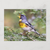 Noordelijke Parula Briefkaart (Voorkant)
