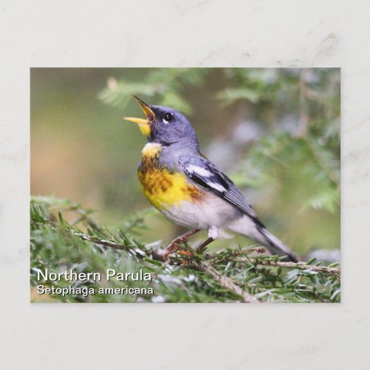 Noordelijke Parula Briefkaart (Voorkant)