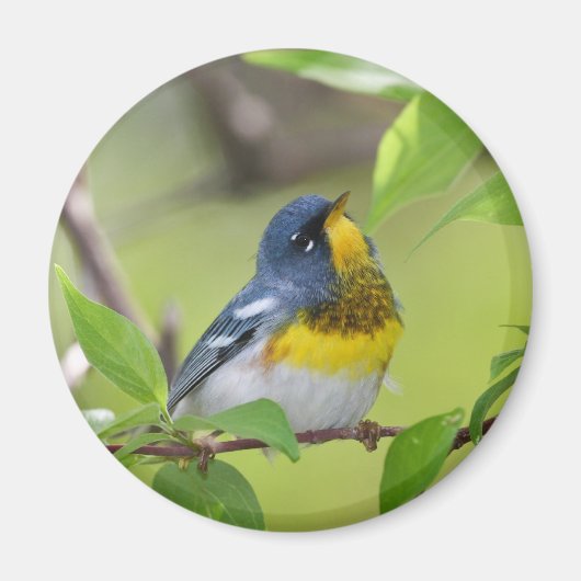 Noordelijke Parula Magneet (Voorkant)