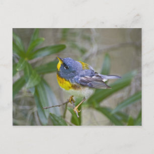 Noordelijke Parula (Parula americana) Briefkaart