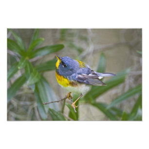 Noordelijke Parula (Parula americana) Foto Afdruk