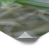 Noordelijke Parula Parula americana) mannelijk Poster (Hoek)