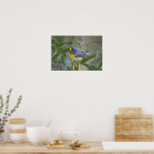 Noordelijke Parula Parula americana) mannelijk Poster (Keuken)
