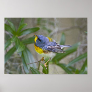 Noordelijke Parula Parula americana) mannelijk Poster