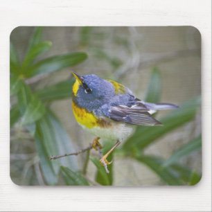 Noordelijke Parula (Parula americana) Muismat