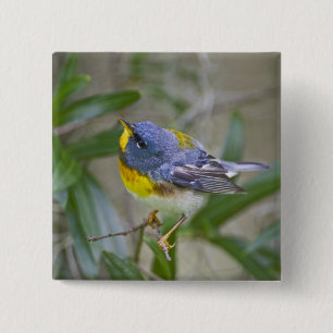 Noordelijke Parula (Parula americana) Vierkante Button 5,1 Cm