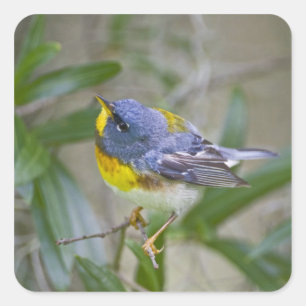 Noordelijke Parula (Parula americana) Vierkante Sticker