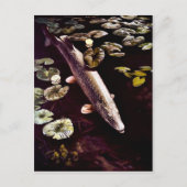 Noordelijke Pike Briefkaart (Voorkant)