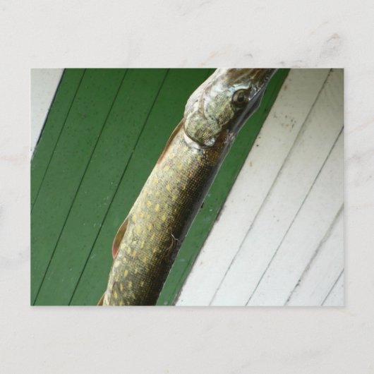 Noordelijke Pike Briefkaart (Voorkant)