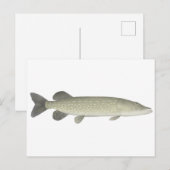 Noordelijke Pike Briefkaart (Voorkant / Achterkant)