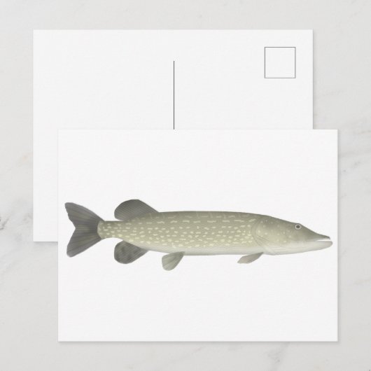 Noordelijke Pike Briefkaart (Voorkant / Achterkant)