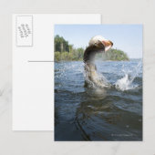 Noordelijke Pike Briefkaart (Voorkant / Achterkant)