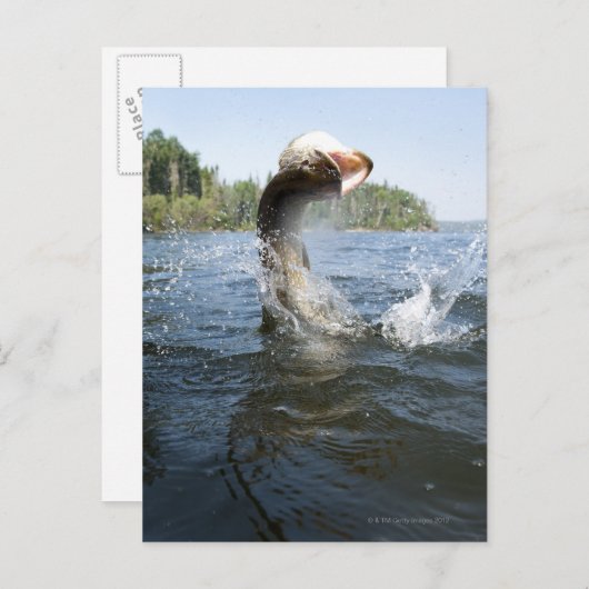 Noordelijke Pike Briefkaart (Voorkant / Achterkant)