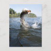 Noordelijke Pike Briefkaart (Voorkant)