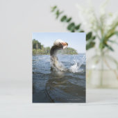 Noordelijke Pike Briefkaart (Staand voorkant)