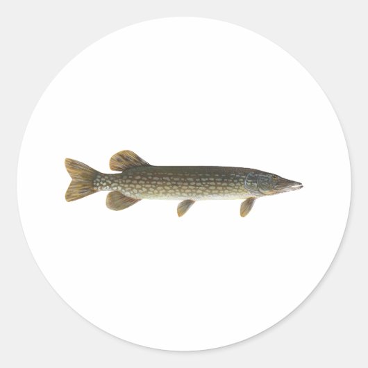 Noordelijke Pike Ronde Sticker (Voorkant)