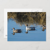 Noordelijke Pintail Briefkaart (Voorkant / Achterkant)