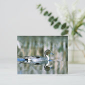 Noordelijke Pintail Briefkaart (Staand voorkant)