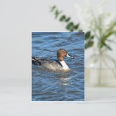 Noordelijke Pintail Duck Briefkaart (Staand voorkant)