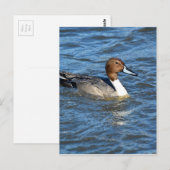 Noordelijke Pintail Duck Briefkaart (Voorkant / Achterkant)
