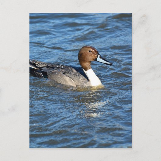Noordelijke Pintail Duck Briefkaart (Voorkant)