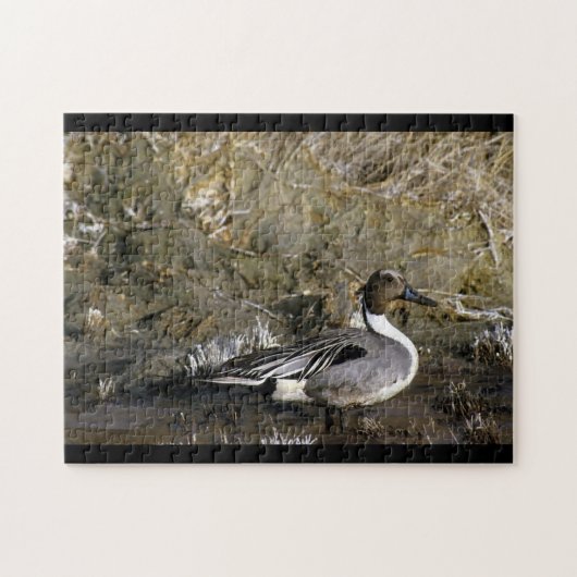 Noordelijke Pintail Duck Legpuzzel (Horizontaal)