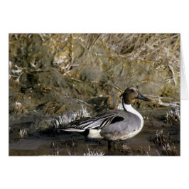 Noordelijke Pintail Duck Lover geschenken