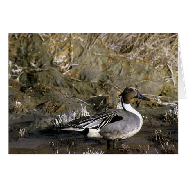 Noordelijke Pintail Duck Lover geschenken (Voorkant Horizontaal)