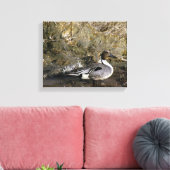 Noordelijke Pintail Duck Lovers Canvas Afdruk (Insitu (Woonkamer))