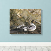 Noordelijke Pintail Duck Lovers Canvas Afdruk (Insitu (Houten vloer))