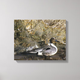 Noordelijke Pintail Duck Lovers Canvas Afdruk