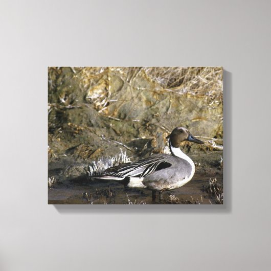 Noordelijke Pintail Duck Lovers Canvas Afdruk (Voorkant)