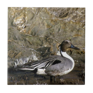 Noordelijke Pintail Duck Lovers Tegeltje