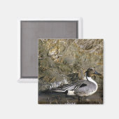 Noordelijke Pintail Duck Magneet (Voorkant / Achterkant)